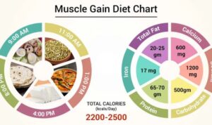 Best diets for muscle gain